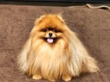 2 Yaşında Efsane Kürke Sahip Erkek Pomeranian