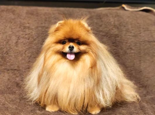 2 Yaşında Efsane Kürke Sahip Erkek Pomeranian görsel