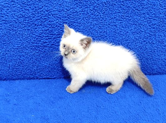 Yeni̇ Yuvasina Gi̇tmeye Hazir  Bri̇ti̇sh Ponçi̇k görsel