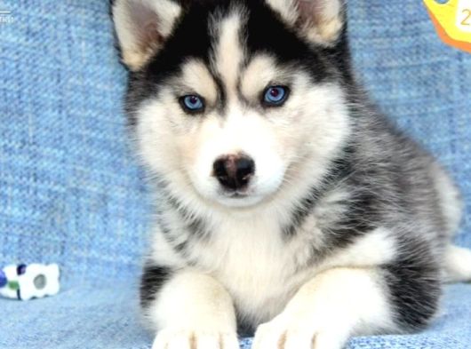 Husky Bebekler görsel