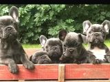 Blue frenchbuldog bebekler