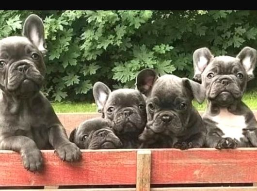 Blue Frenchbuldog Bebekler