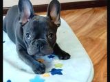 Blue Frenchbuldog Bebekler