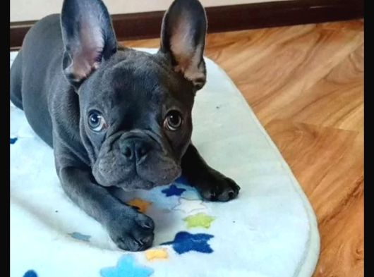Blue Frenchbuldog Bebekler görsel