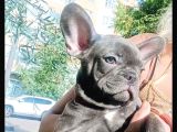 Blue Frenchbuldog Bebekler