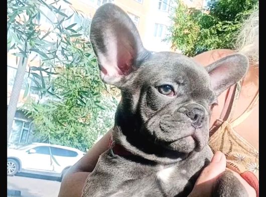 Blue Frenchbuldog Bebekler görsel