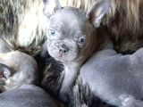 Blue Frenchbuldog Bebekler