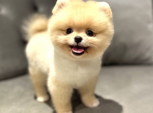 Baby Face Pomeranian Boo görsel