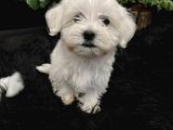 Sıfır Numara Kore Kan Maltes Terrier Orjinal A Kalite