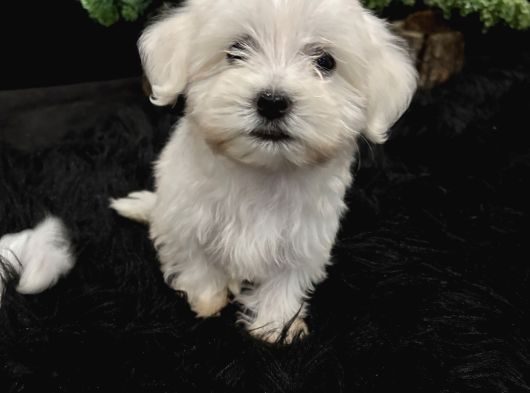 Sıfır Numara Kore Kan Maltes Terrier Orjinal A Kalite görsel