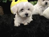 Sıfır Numara Kore Kan Maltes Terrier Orjinal A Kalite