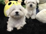 Sıfır Numara Kore Kan Maltes Terrier Orjinal A Kalite