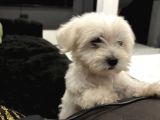 Sıfır numara kore kan maltes terrier orjinal a kalite