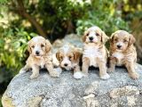 0 Numara F1 maltipoo Bebekler