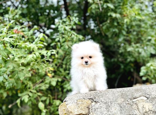 Ruhsatlı İşletmeden Tedy Pomerinian Boo görsel