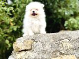 Ruhsatlı İşletmeden Tedy Pomerinian Boo
