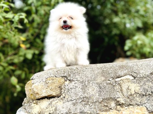 Ruhsatlı İşletmeden Tedy Pomerinian Boo görsel