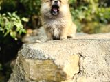 Ruhsatlı İşletmeden Tedy Pomerinian Boo