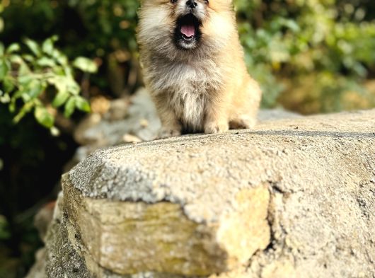 Ruhsatlı İşletmeden Tedy Pomerinian Boo görsel