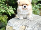 Ruhsatlı İşletmeden Tedy Pomerinian boo