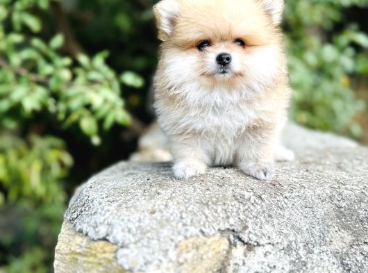 Ruhsatlı İşletmeden Tedy Pomerinian Boo