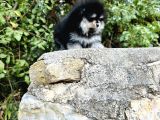 Ruhsatlı İşletmeden Tedy Pomerinian Boo