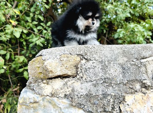 Ruhsatlı İşletmeden Tedy Pomerinian Boo görsel