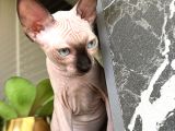 Sevgi Dolu Yoldaş Mavi Gözlü Sphynx Sahiplenilmeyi