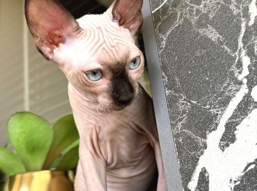 Sevgi Dolu Yoldaş Mavi Gözlü Sphynx Sahiplenilmeyi görsel