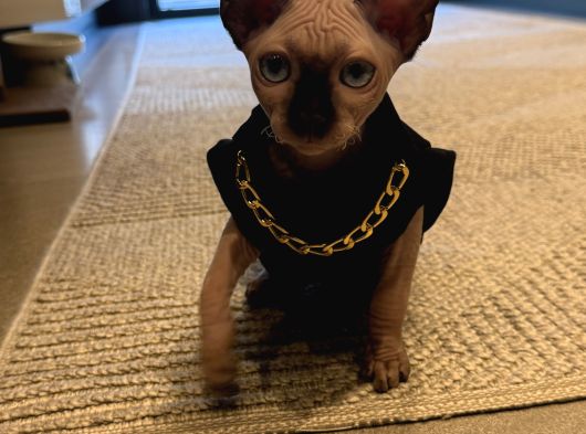 Sevgi Dolu Yoldaş Mavi Gözlü Sphynx Sahiplenilmeyi görsel