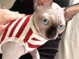 Sevgi Dolu Yoldaş Mavi Gözlü Sphynx Sahiplenilmeyi