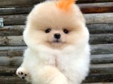 Pomeranian Boo Orijinal Yavrular