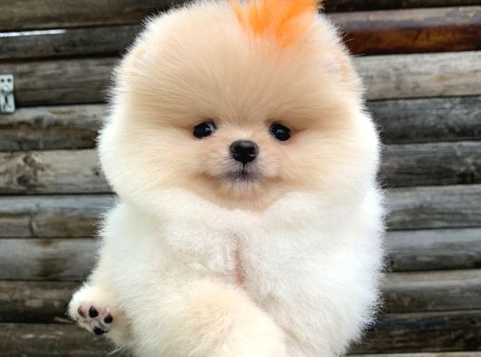 Pomeranian Boo Orijinal Yavrular görsel