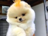 Pomeranian Boo Orijinal Yavrular