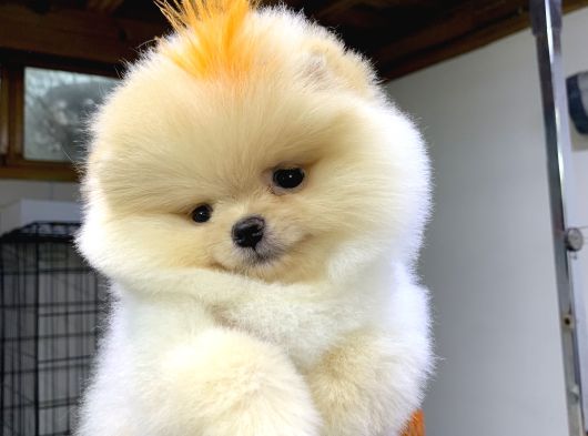 Pomeranian Boo Orijinal Yavrular