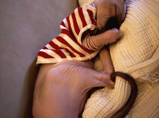 Sevgi Dolu Yoldaş Mavi Gözlü Sphynx Sahiplenilmeyi görsel