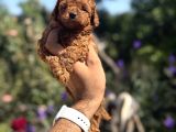 Kg Garantili Korea Poodle