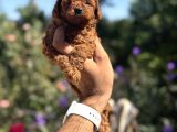 Kg Garantili Korea Poodle