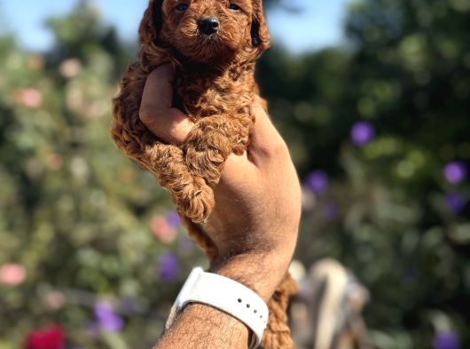 Kg Garantili Korea Poodle görsel