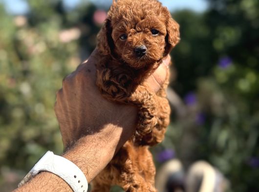 Kg Garantili Korea Poodle