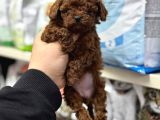 Kore Toy Poodle Yavrumuz Kg Garantili