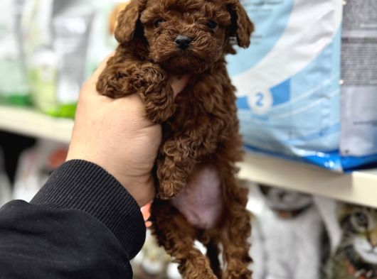 Kore Toy Poodle Yavrumuz Kg Garantili görsel