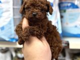 Kore toy poodle yavrumuz kg garantili