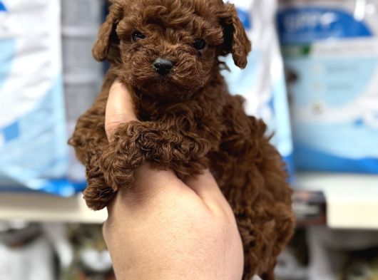 Kore Toy Poodle Yavrumuz Kg Garantili