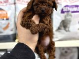 Kore Toy Poodle Yavrumuz Kg Garantili