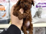 Kore Toy Poodle Yavrumuz Kg Garantili