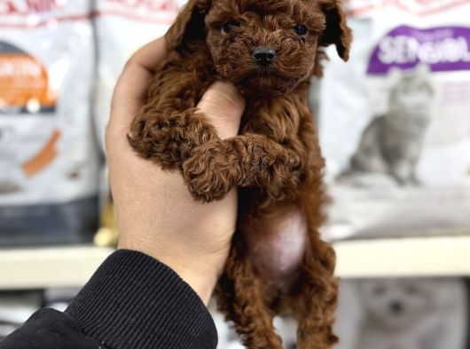 Kore Toy Poodle Yavrumuz Kg Garantili görsel