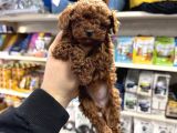 Kore Toy Poodle Yavrular Kg Garantili