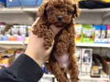 Kore Toy Poodle Yavrular Kg Garantili