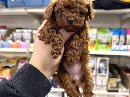 Kore Toy Poodle Yavrular Kg Garantili görsel